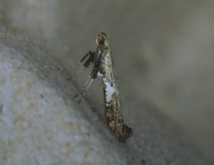 Caloptilia