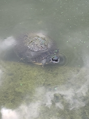 Deirochelyinae