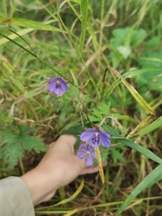 Geranium pratense