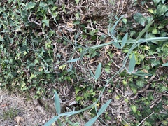 Lathyrus latifolius