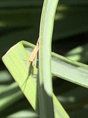 Stenodema trispinosum