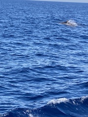 Delphininae
