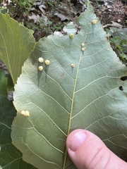 Caryomyia sanguinolenta