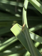 Stenodema trispinosum