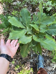 Caryomyia sanguinolenta