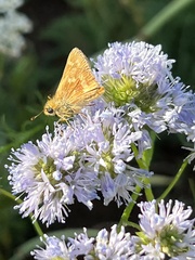 Ochlodes sylvanoides