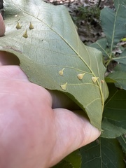 Caryomyia sanguinolenta