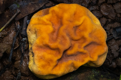 Calvatia craniiformis