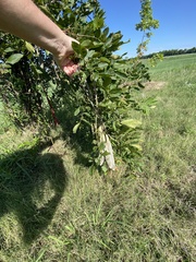 Wisteria frutescens