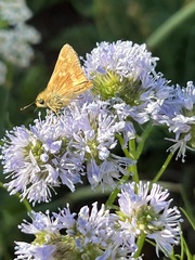 Ochlodes sylvanoides