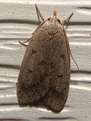 Machimia tentoriferella