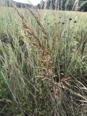 Sorghastrum
