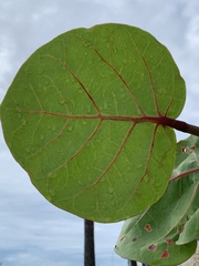 Coccoloba uvifera