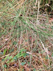 Equisetum telmateia