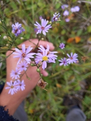 Symphyotrichum oolentangiense