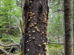 Climacocystis borealis