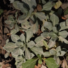 Antennaria parvifolia