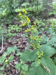 Solidago flexicaulis