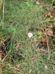 Equisetum telmateia