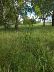 Peucedanum morisonii