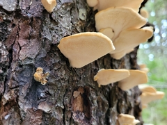 Climacocystis borealis