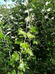 Populus alba