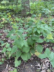 Solidago flexicaulis