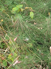 Equisetum telmateia