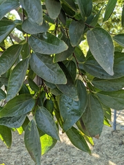 Celtis sinensis