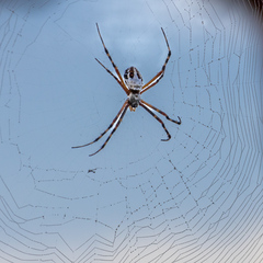 Argiope florida