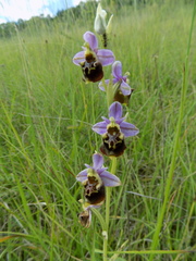 Ophrys fuciflora