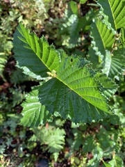Alnus alnobetula