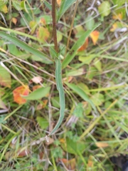 Symphyotrichum oolentangiense