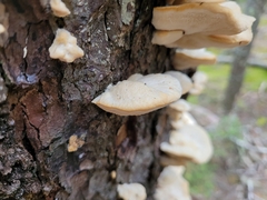 Climacocystis borealis