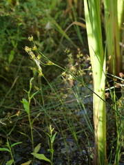 Juncus articulatus