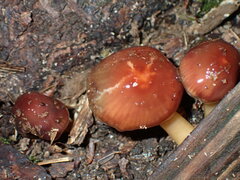 Gliophorus psittacinus