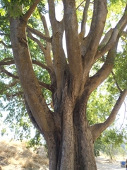 Celtis sinensis