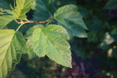 Physocarpus