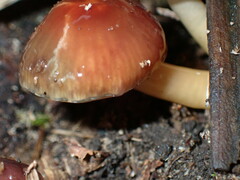 Gliophorus psittacinus