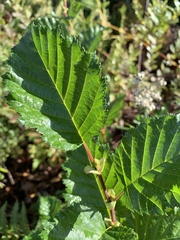 Alnus alnobetula