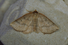 Metarranthis duaria