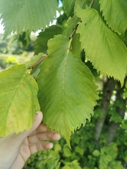 Ulmus laevis
