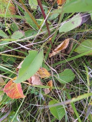Symphyotrichum oolentangiense