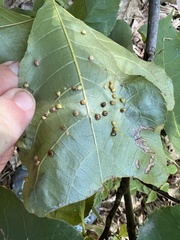 Caryomyia