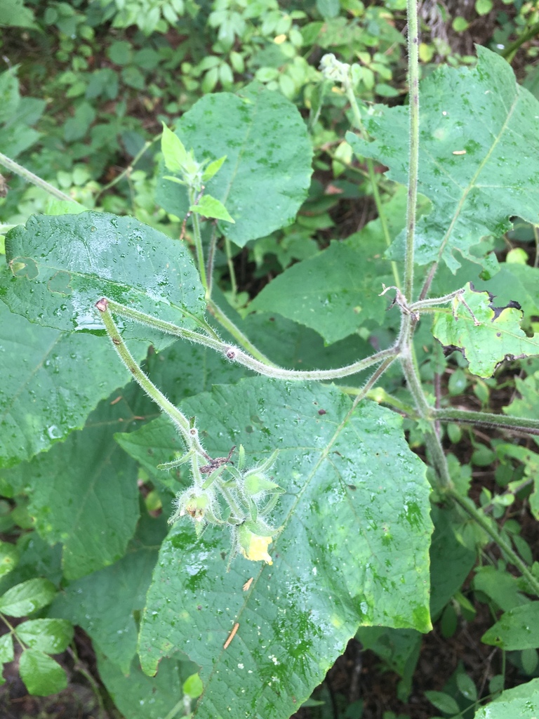 Polymnieae