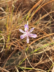 Moraea simulans