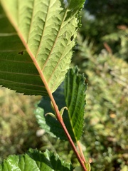Alnus alnobetula