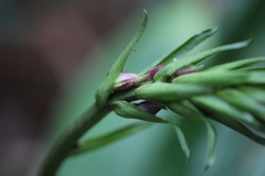 Calanthe sylvatica image