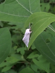 Spilosoma