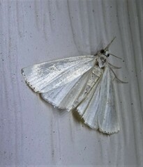 Urola nivalis
